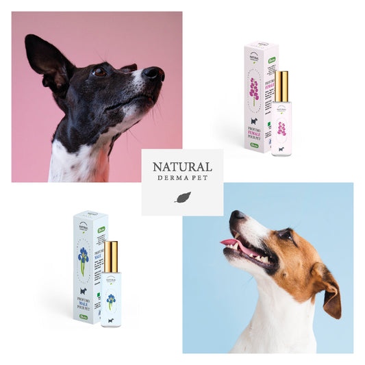 Dog & Cat Perfume for Male – Flower Heart & Amber-1